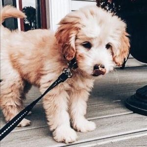 Meet your Posher, Maddie